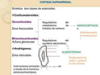 CORTEZA SUPRARRENALSintetiza  dos clases de esteroides:Corticoesteroides: GlucorticoidesZona fasciculadaMineralocorticoidesZona glomerular