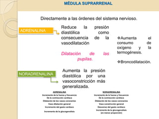 Andrógenos.Zona reticuladaReguladores del metabolismo de hidratos de carbono.Reguladores del equilibrio electrolítico.HIDROCORTINOSAAntiinflamatorioInmunosupresor.ALDOSTERONAReabsorción de sodio y  potasio en los riñonesInstrucciones principalmente de la hipófisis a través de la hormona adrenocorticotrópica