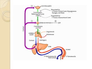 MÉDULA SUPRARRENALDirectamente a las órdenes del sistema nervioso.Reduce la presión diastólica como consecuencia de la vasodilataciónDilatación de las pupilas. ADRENALINAAumenta el consumo de oxígeno y la termogénesis.