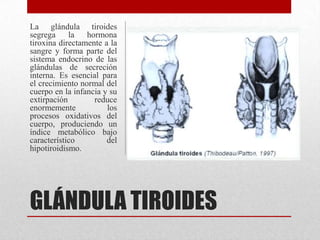 GLÁNDULA TIROIDES
La glándula tiroides
segrega la hormona
tiroxina directamente a la
sangre y forma parte del
sistema endocrino de las
glándulas de secreción
interna. Es esencial para
el crecimiento normal del
cuerpo en la infancia y su
extirpación reduce
enormemente los
procesos oxidativos del
cuerpo, produciendo un
índice metabólico bajo
característico del
hipotiroidismo.
 