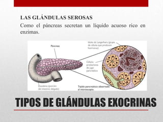 TIPOS DE GLÁNDULAS EXOCRINAS
LAS GLÁNDULAS SEROSAS
Como el páncreas secretan un líquido acuoso rico en
enzimas.
 