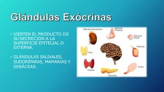 • VIERTEN EL PRODUCTO DE
SU SECRECIÓN A LA
SUPERFICIE EPITELIAL O
EXTERNA.
• GLÁNDULAS SALIVALES,
SUDORÍPARAS, MAMARIAS Y
SEBÁCEAS.