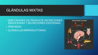 GLÁNDULAS MIXTAS
• SON CAPASES DE PRODUCIR SECRECIONES
ENDOCRINAS Y SECRECIONES EXOCRINAS.
• PÁNCREAS
• GLÁNDULASREPRODUCTORAS.