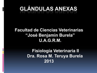 GLÁNDULAS ANEXAS
Facultad de Ciencias Veterinarias
“José Benjamin Burela”
U.A.G.R.M.
Fisiología Veterinaria II
Dra. Rosa M. Teruya Burela
2013
 