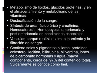  Metabolismo de lípidos, glúcidos proteínas. y en
el almacenamiento y metabolismo de las
vitaminas
 Destoxificación de la sangre.
 Síntesis de urea, ácido úrico y creatinina.
Hemocateresis. Hemopoyesis embrionaria y
post embrionaria en condiciones especiales.
 Vascular, porque realiza el almacenamiento y la
filtración de sangre.
 Contiene sales y pigmentos biliares, proteínas,
colesterol, lecitina, bilirrubina, biliverdina, iones
de bicarbonato hormonas y agua (mayor
componente, cerca del 97% del contenido total).
Vulgarmente se conoce como hiel.
 