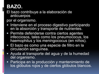 BAZO.
El bazo contribuye a la elaboración de
anticuerpos
por el organismo.
 Interviene en el proceso digestivo participando
en la absorción y transporte de nutrientes.
 Permite defenderse contra ciertos agentes
infecciosos, tales como los pneumococus, los
haemophilus y los meningococus (en niños).
 El bazo es como una especie de filtro en la
circulación sanguínea.
 Ayuda al transporte del agua y de la humedad
del organismo.
 Participa en la producción y mantenimiento de
los glóbulos rojos y de ciertos glóbulos blancos.
 
