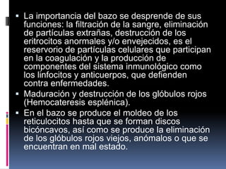  La importancia del bazo se desprende de sus
funciones: la filtración de la sangre, eliminación
de partículas extrañas, destrucción de los
eritrocitos anormales y/o envejecidos, es el
reservorio de partículas celulares que participan
en la coagulación y la producción de
componentes del sistema inmunológico como
los linfocitos y anticuerpos, que defienden
contra enfermedades.
 Maduración y destrucción de los glóbulos rojos
(Hemocateresis esplénica).
 En el bazo se produce el moldeo de los
reticulocitos hasta que se forman discos
bicóncavos, así como se produce la eliminación
de los glóbulos rojos viejos, anómalos o que se
encuentran en mal estado.
 