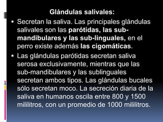 Glándulas salivales:
 Secretan la saliva. Las principales glándulas
salivales son las parótidas, las sub-
mandibulares y las sub-linguales, en el
perro existe además las cigomáticas.
 Las glándulas parótidas secretan saliva
serosa exclusivamente, mientras que las
sub-mandibulares y las sublinguales
secretan ambos tipos. Las glándulas bucales
sólo secretan moco. La secreción diaria de la
saliva en humanos oscila entre 800 y 1500
mililitros, con un promedio de 1000 mililitros.
 
