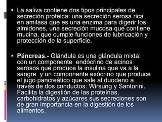  La saliva contiene dos tipos principales de
secreción proteica: una secreción serosa rica
en amilasa que es una enzima para digerir los
almidones, una secreción mucosa que contiene
mucina, que cumple funciones de lubricación y
protección de la superficie.
 Páncreas.- Glándula es una glándula mixta:
con un componente endócrino de acinos
serosos que produce la insulina que va a la
sangre y un componente exócrino que produce
el jugo pancreático que sale al duodeno a
través de dos conductos: Wirsung y Santorini.
Facilita la digestión de las proteínas,
carbohidratos y azúcares sus secreciones son
de gran importancia en la digestión de los
alimentos.
 