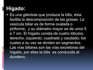 Hígado:
 Es una glándula que produce la bilis, ésta
facilita la descomposición de las grasas. La
vesícula biliar es de forma ovalada o
piriforme, y su diámetro mayor es de unos 5
a 7 cm. El hígado consta de cuatro lóbulos,
derecho, izquierdo, cuadrado y caudado; los
cuales a su vez se dividen en segmentos.
Las vías biliares son las vías excretoras del
hígado, por ellas la bilis es conducida al
duodeno.
 