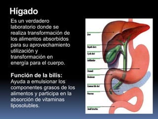 Hígado
Es un verdadero
laboratorio donde se
realiza transformación de
los alimentos absorbidos
para su aprovechamiento
utilización y
transformación en
energía para el cuerpo.
Función de la bilis:
Ayuda a emulsionar los
componentes grasos de los
alimentos y participa en la
absorción de vitaminas
liposolubles.
 