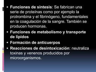  Funciones de síntesis: Se fabrican una
serie de proteínas como por ejemplo la
protrombina y el fibrinógeno, fundamentales
en la coagulación de la sangre. También se
producen hormonas.
 Funciones de metabolismo y transporte
de lípidos
 Formación de anticuerpos
 Reacciones de desintoxicación: neutraliza
toxinas y venenos producidos por
microorganismos.
 