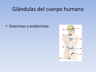 Glándulas del cuerpo humano
• Exocrinas y endocrinas
 