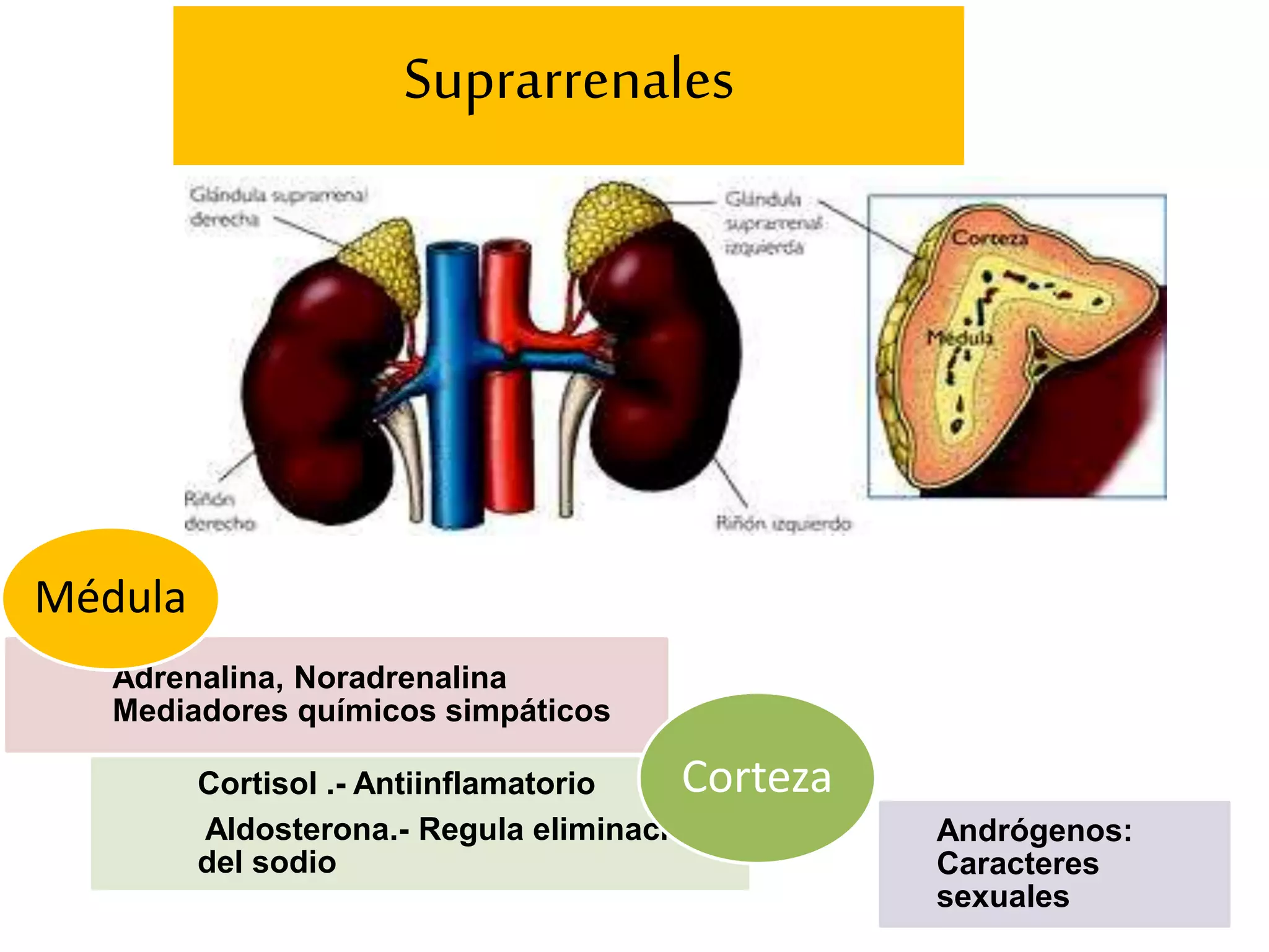 Suprarrenales
Adrenalina, Noradrenalina
Mediadores químicos simpáticos
Cortisol .- Antiinflamatorio
Aldosterona.- Regula eliminación
del sodio
Médula
Andrógenos:
Caracteres
sexuales
Corteza