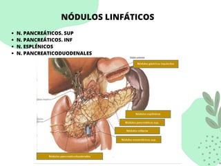 NÓDULOS LINFÁTICOS
N. PANCREÁTICOS. SUP
N. PANCREÁTICOS. INF
N. ESPLÉNICOS
N. PANCREATICODUODENALES
 