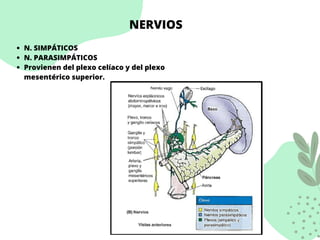 NERVIOS
N. SIMPÁTICOS
N. PARASIMPÁTICOS
Provienen del plexo celíaco y del plexo
mesentérico superior.
 