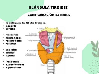 GLÁNDULA TIROIDES
CONFIGURACIÓN EXTERNA
Se distinguen dos lóbulos tiroideos:
Izquierdo
Derecho
Tres caras:
Anteromedial
Posteromedial
Posterior
Dos polos:
Inferior
Superior
Tres bordes:
B. anteromedial
B. posteriores
 