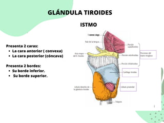 GLÁNDULA TIROIDES
ISTMO
La cara anterior ( convexa)
La cara posterior (cóncava)
Su borde inferior.
Su borde superior.
Presenta 2 caras:
Presenta 2 bordes:
 