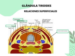 GLÁNDULA TIROIDES
RELACIONES SUPERFICIALES
 