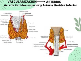 VASCULARIZACIÓN ARTERIAS
Arteria tiroidea superior y Arteria tiroidea inferior
 