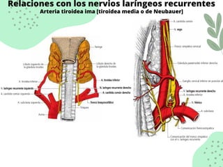 Relaciones con los nervios laríngeos recurrentes
Arteria tiroidea ima [tiroidea media o de Neubauer]
 