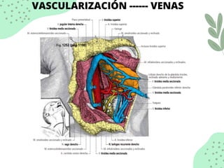 VASCULARIZACIÓN ------ VENAS
 