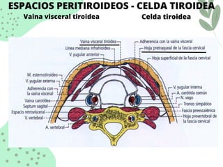 ESPACIOS PERITIROIDEOS - CELDA TIROIDEA
Vaina visceral tiroidea Celda tiroidea
 