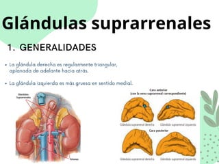 Glándulas suprarrenales
GENERALIDADES
1.
La glándula derecha es regularmente triangular,
aplanada de adelante hacia atrás.
La glándula izquierda es más gruesa en sentido medial.
 