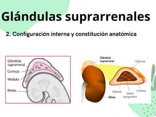 Glándulas suprarrenales
2. Configuración interna y constitución anatómica
 