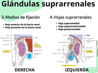 Glándulas suprarrenales
3.Medios de fijación
DERECHA IZQUIERDA
Hoja anterior de la fascia renal
Hoja posterior de la fascia renal
4.Hojas suprarrenales
Hoja superomedial
Hoja suprarrenal medial
Hoja posteromedial
 