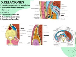 5.RELACIONES
Relaciones posteriores y mediales
Relaciones anterolaterales
Derecha
Izquierda
Relaciones inferiores
Relaciones superiores
Relaciones laterales
1.
2.
3.
4.
5.
 