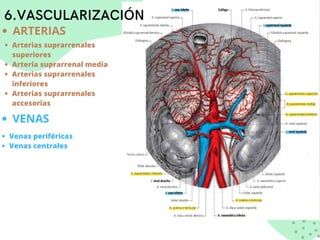 6.VASCULARIZACIÓN
ARTERIAS
Arterias suprarrenales
superiores
Arteria suprarrenal media
Arterias suprarrenales
inferiores
Arterias suprarrenales
accesorias
Venas periféricas
Venas centrales
VENAS
 
