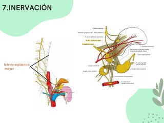 Nervio esplácnico
mayor
7.INERVACIÓN
 