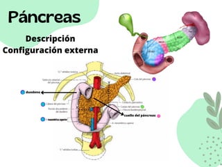 Páncreas
Descripción
Configuración externa
duodeno
cuello del páncreas
 