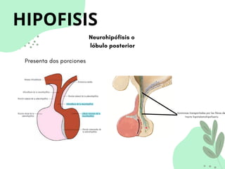 HIPOFISIS
Neurohipófisis o
lóbulo posterior
hormonas transportadas por las fibras de
tracto hipotalamohipofisario
Presenta dos porciones
 
