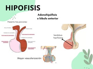 HIPOFISIS
Adenohipófisis
o lóbulo anterior
Presenta tres porciones:
hendidura
hipofisiaria
Mayor vascularización
 