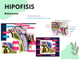 HIPOFISIS
Relaciones
Celda Hipofisaria
Más allá de las paredes de la celda
 