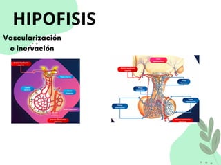 HIPOFISIS
Vascularización
e inervación
 