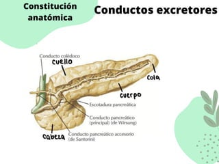 Constitución
anatómica
Conductos excretores
 