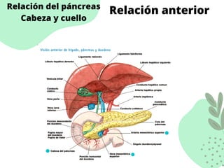 Relación del páncreas
Cabeza y cuello
Relación anterior
 