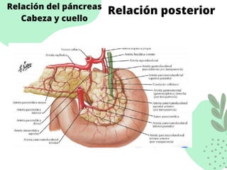 Relación del páncreas
Cabeza y cuello
Relación posterior
 
