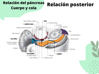 Relación del páncreas
Cuerpo y cola
Relación posterior
 