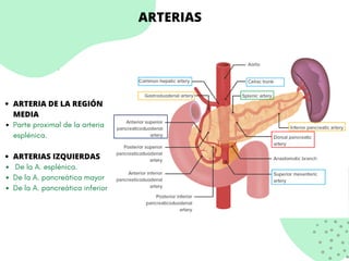 ARTERIAS
ARTERIA DE LA REGIÓN
MEDIA
Parte proximal de la arteria
esplénica.
ARTERIAS IZQUIERDAS
De la A. esplénica.
De la A. pancreática mayor
De la A. pancreática inferior
 