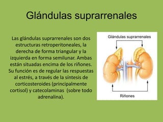 Glándulas suprarrenales
Las glándulas suprarrenales son dos
estructuras retroperitoneales, la
derecha de forma triangular y la
izquierda en forma semilunar. Ambas
están situadas encima de los riñones.
Su función es de regular las respuestas
al estrés, a través de la síntesis de
corticosteroides (principalmente
cortisol) y catecolaminas (sobre todo
adrenalina).
 