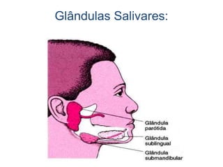 Glândulas Salivares:
 