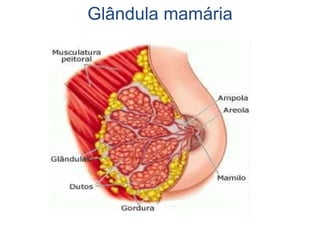 Glândula mamária
 