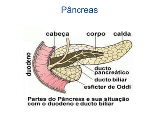 Pâncreas
 