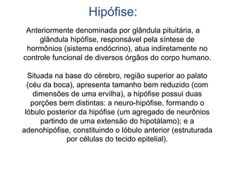 Hipófise:
Anteriormente denominada por glândula pituitária, a
glândula hipófise, responsável pela síntese de
hormônios (sistema endócrino), atua indiretamente no
controle funcional de diversos órgãos do corpo humano.
Situada na base do cérebro, região superior ao palato
(céu da boca), apresenta tamanho bem reduzido (com
dimensões de uma ervilha), a hipófise possui duas
porções bem distintas: a neuro-hipófise, formando o
lóbulo posterior da hipófise (um agregado de neurônios
partindo de uma extensão do hipotálamo); e a
adenohipófise, constituindo o lóbulo anterior (estruturada
por células do tecido epitelial).
 