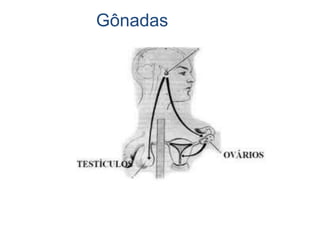 Gônadas
 