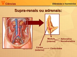 Ciências Glândulas e hormônios
Supra-renais ou adrenais:Supra-renais ou adrenais:
Fonte: Arquivo do autor
Medula
(interna)
Córtex
(externo)
Corticóides
Noradrenalina
Adrenalina
 